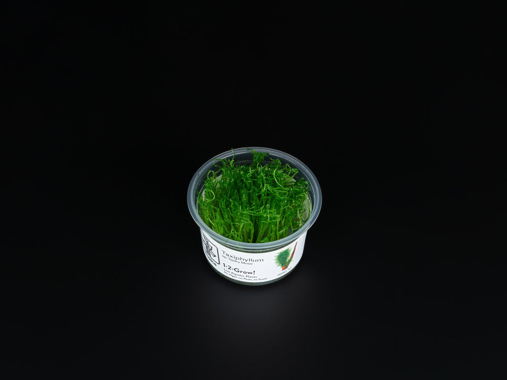 Taxiphyllum sp. 'Spiky Moss'