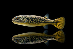 Goldringel-Kugelfisch