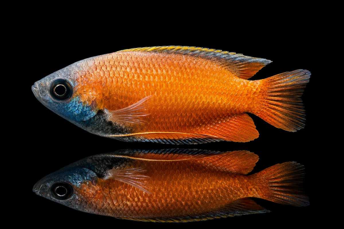 Honiggurami