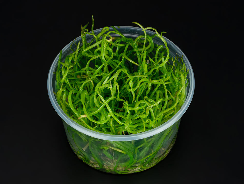 Lilaeopsis macloviana