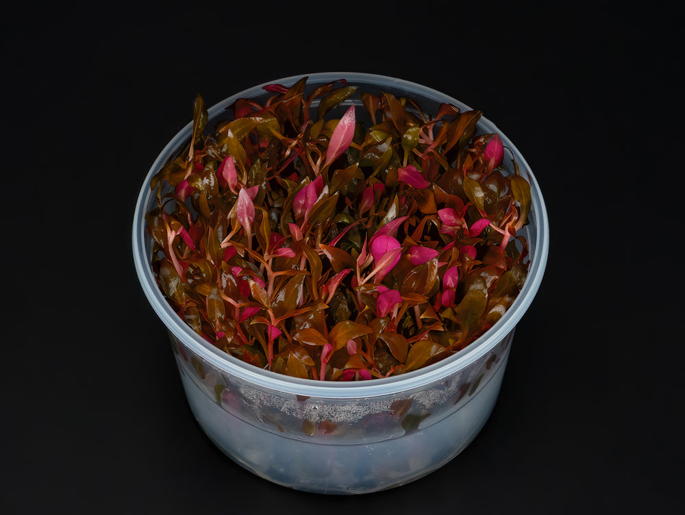 Alternanthera reineckii 'Mini'