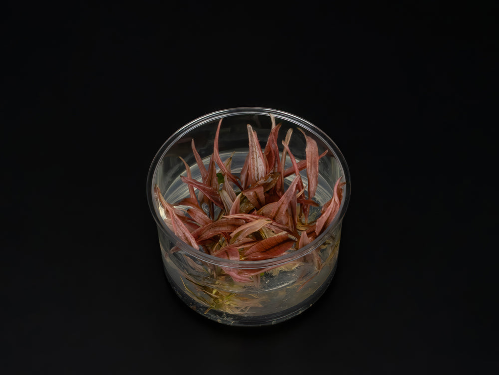 Cryptocoryne wendtii 'Flamingo'