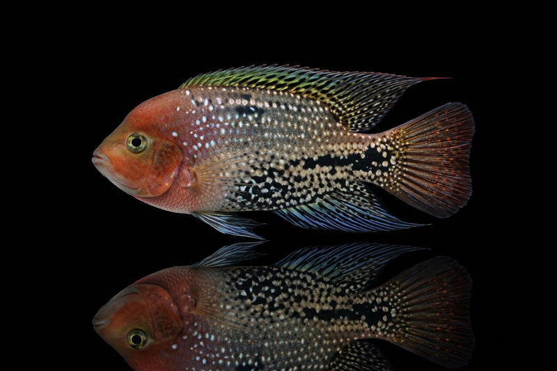 Blue Spotted Cichlid
