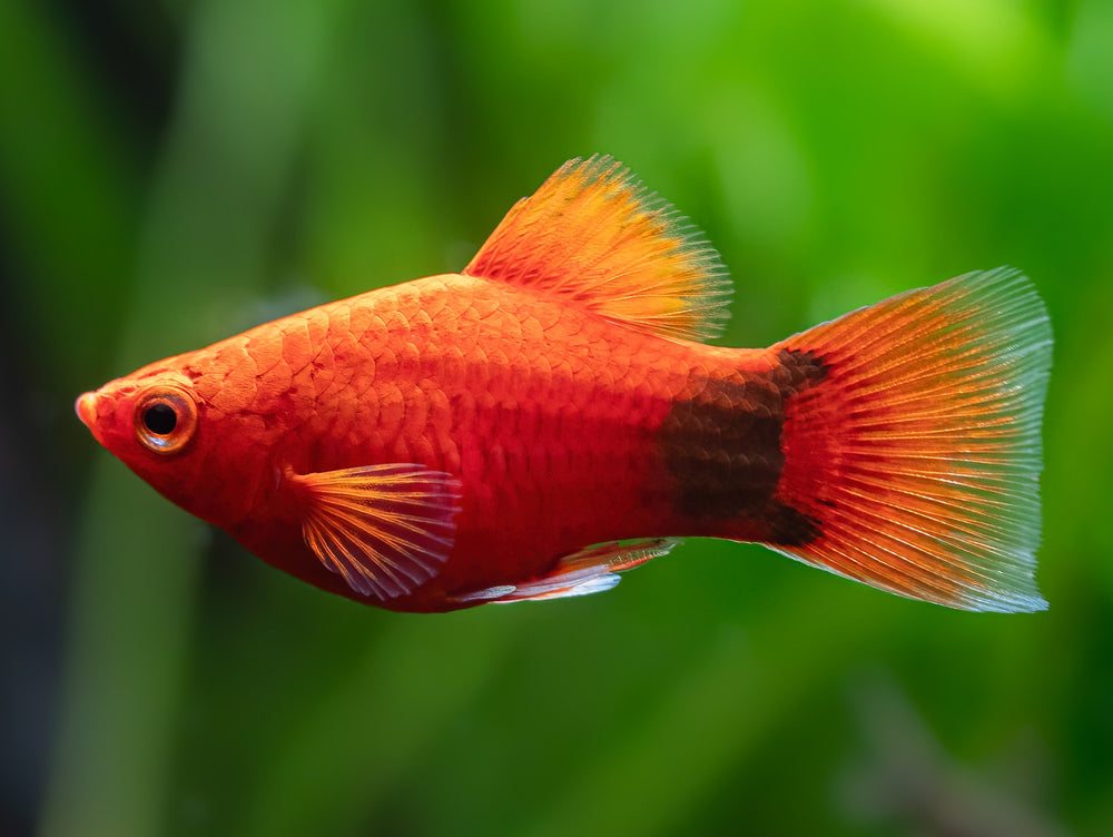 Roter Mickey Mouse Platy