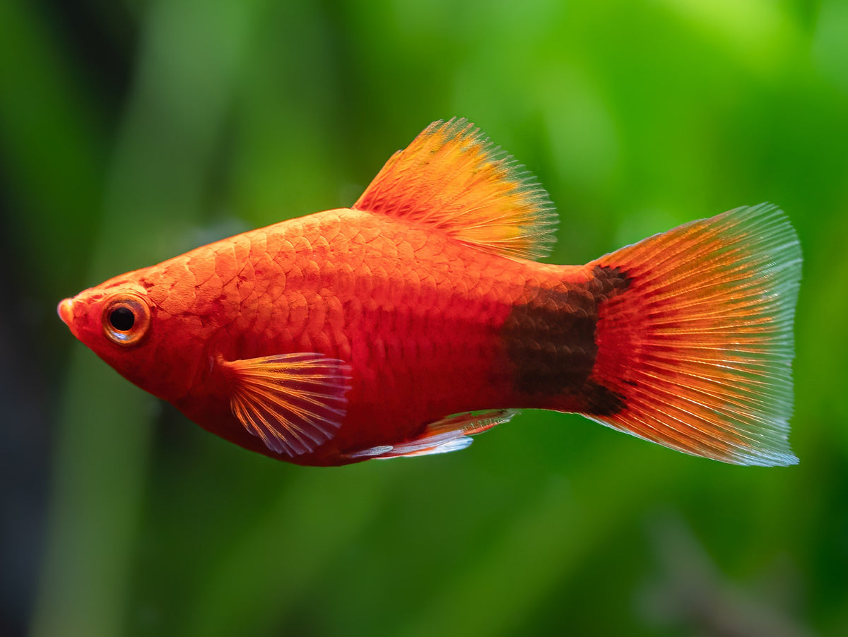 roter Mickey Mouse Platy