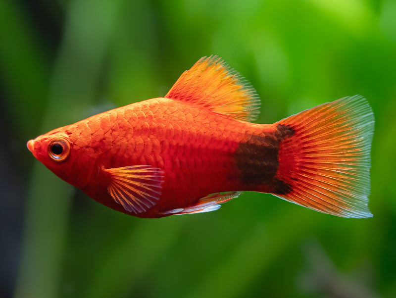 roter Mickey Mouse Platy
