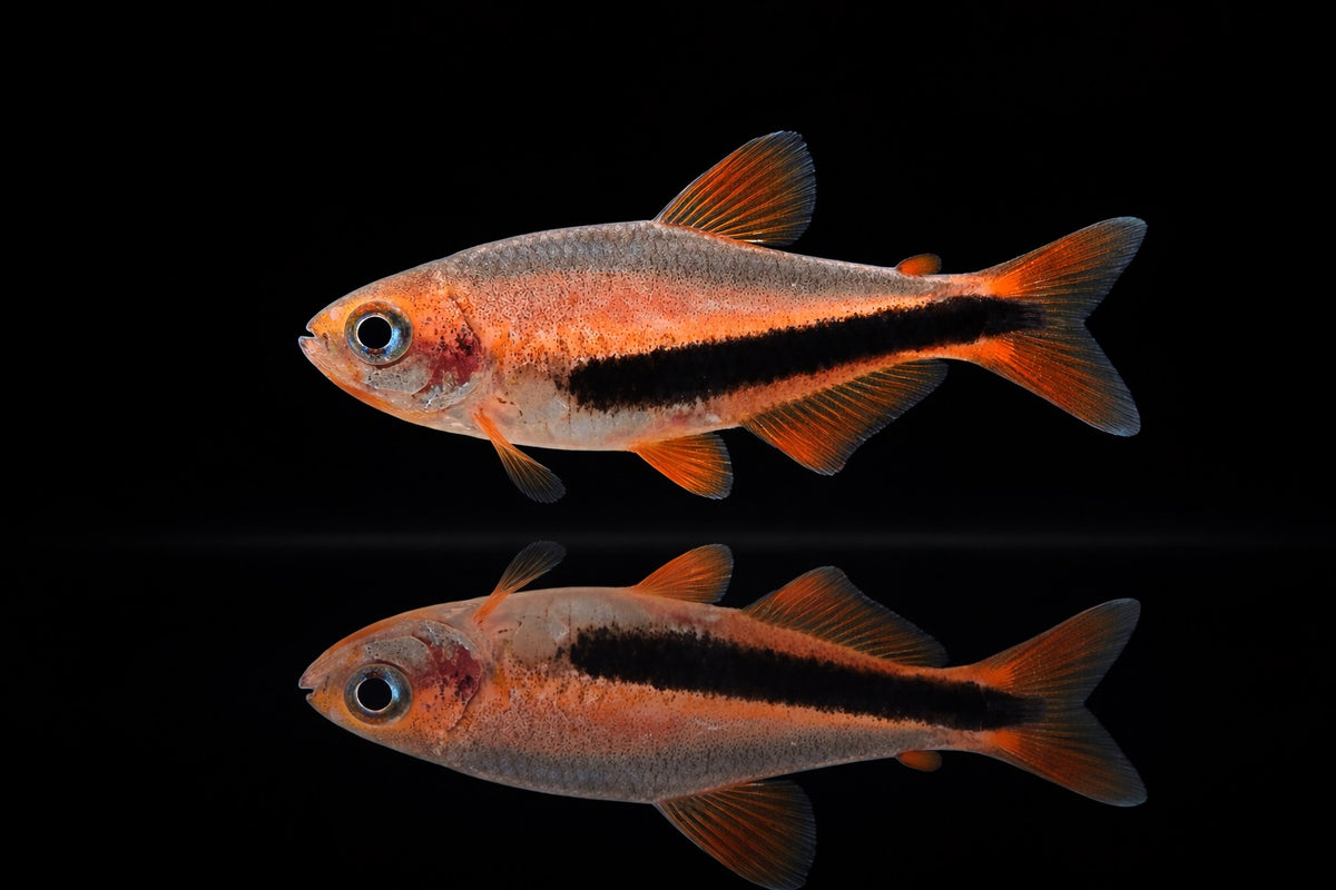 Black Arrow Tetra