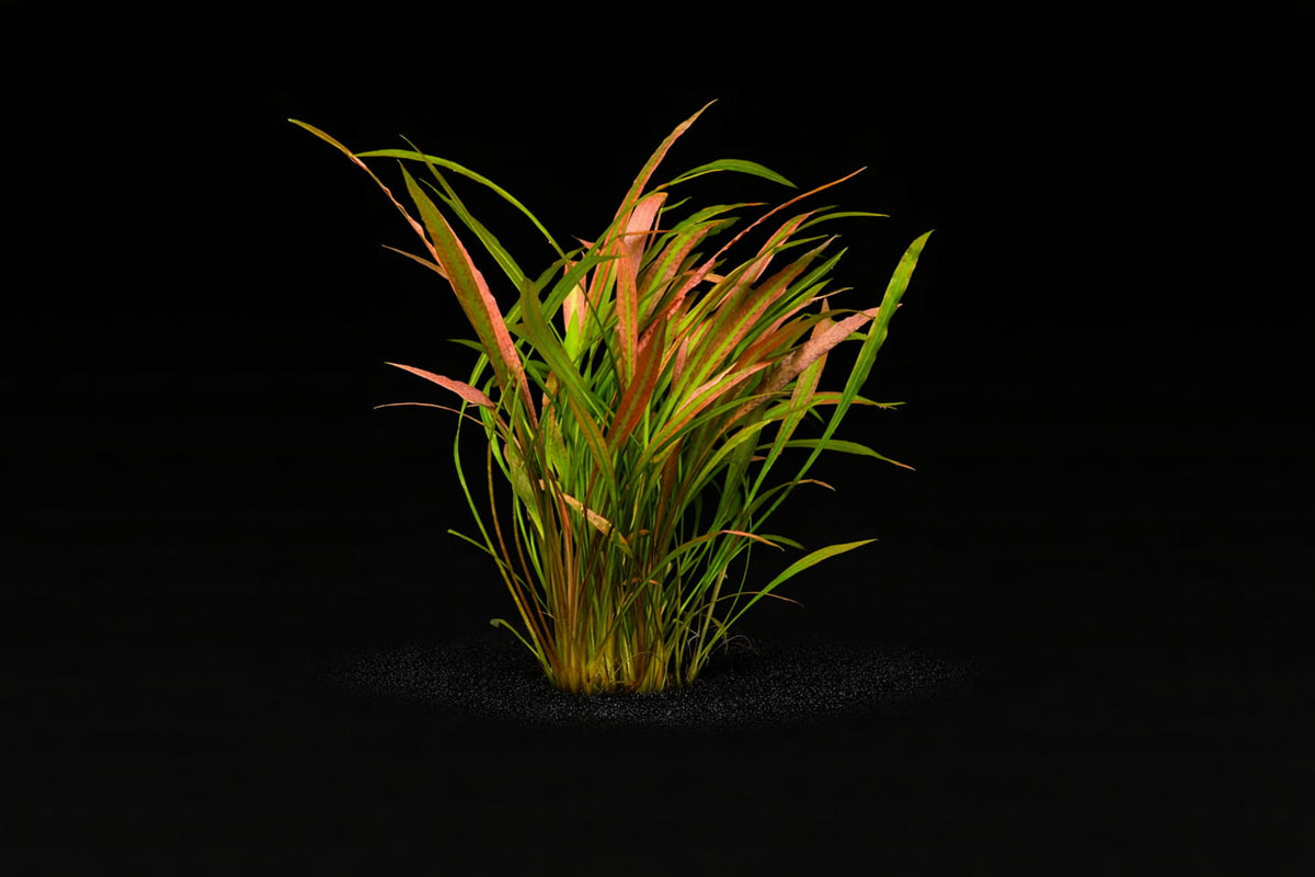 Cryptocoryne spiralis 'red'