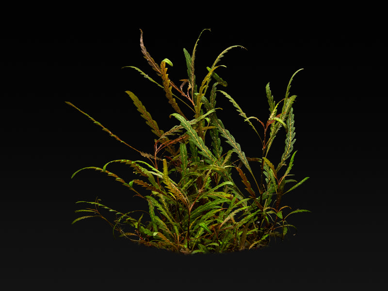 Hygrophila pinnatifida